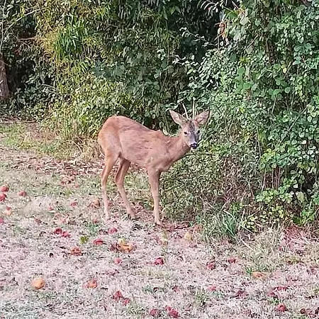 Lägenhet Quatre Saisons Ete *