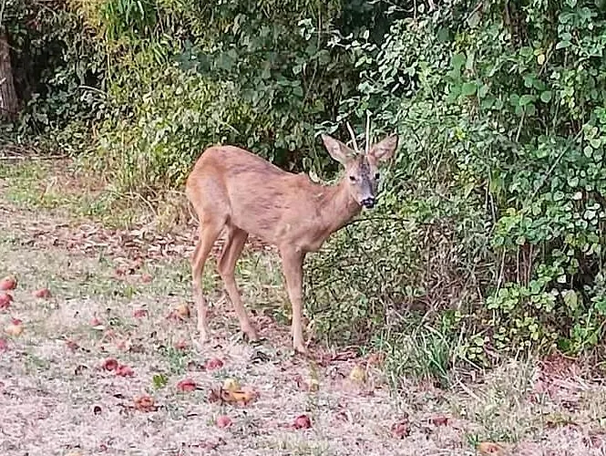 Appartamento Quatre Saisons été *